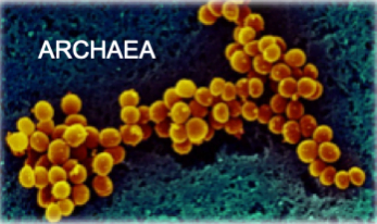 archaea water cleanser